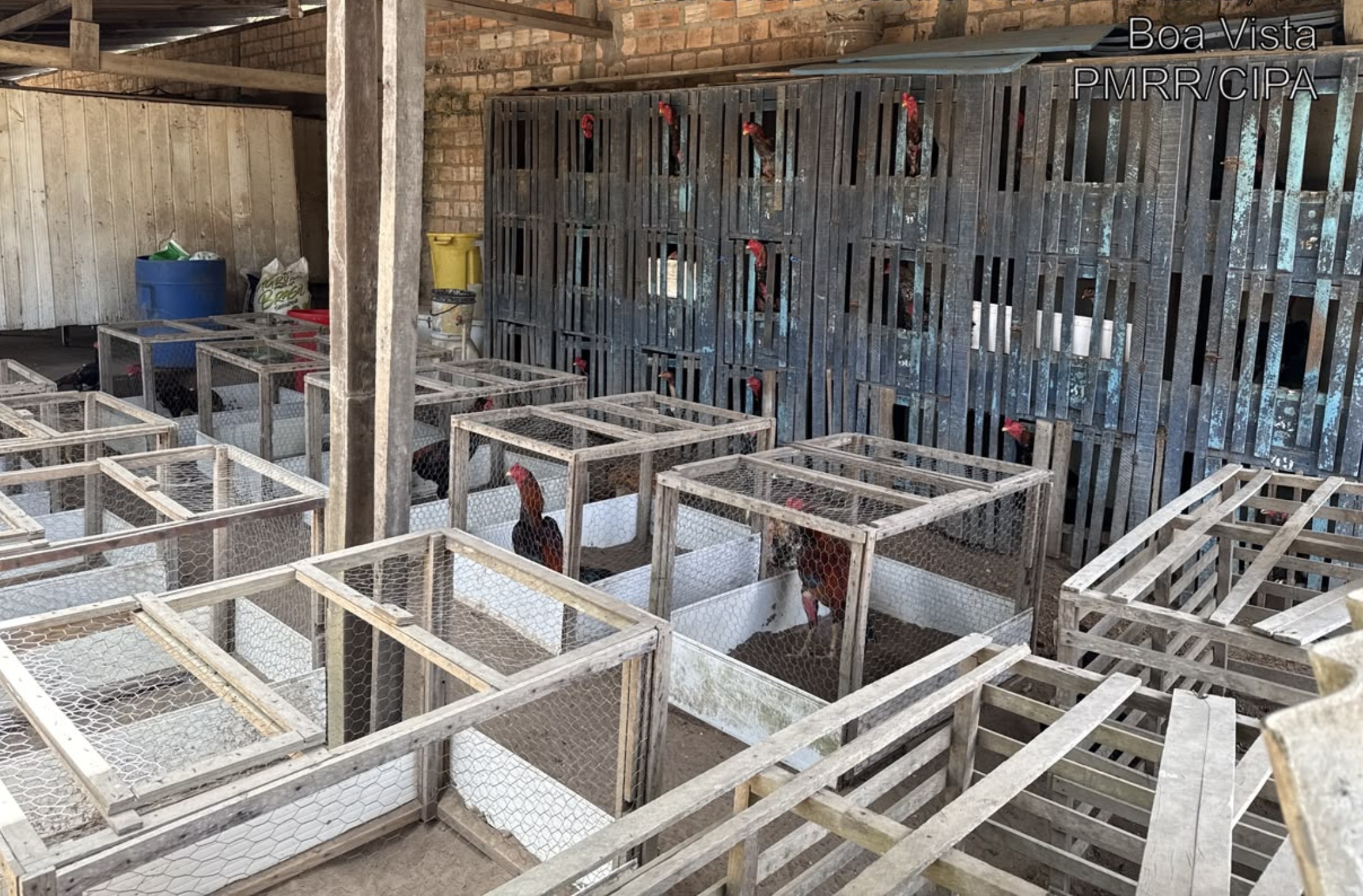 Mais de 70 galos com sinais de maus-tratos são resgatados em ação contra rinhas em Boa Vista