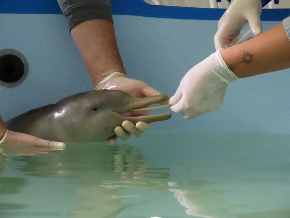 Toninha, espécie de golfinho ameaçada de extinção, é um dos animais da Ilha das Cobras — Foto: CRAM/Divulgação