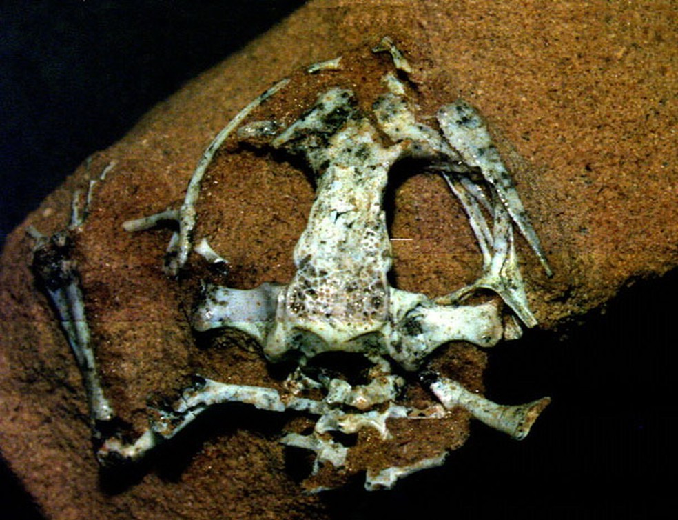 Crânio do Sapo pré-histórico "Mariliabatrachus Navai", descoberto em Marília (SP) — Foto: William Roberto Nava/Arquivo Pessoal