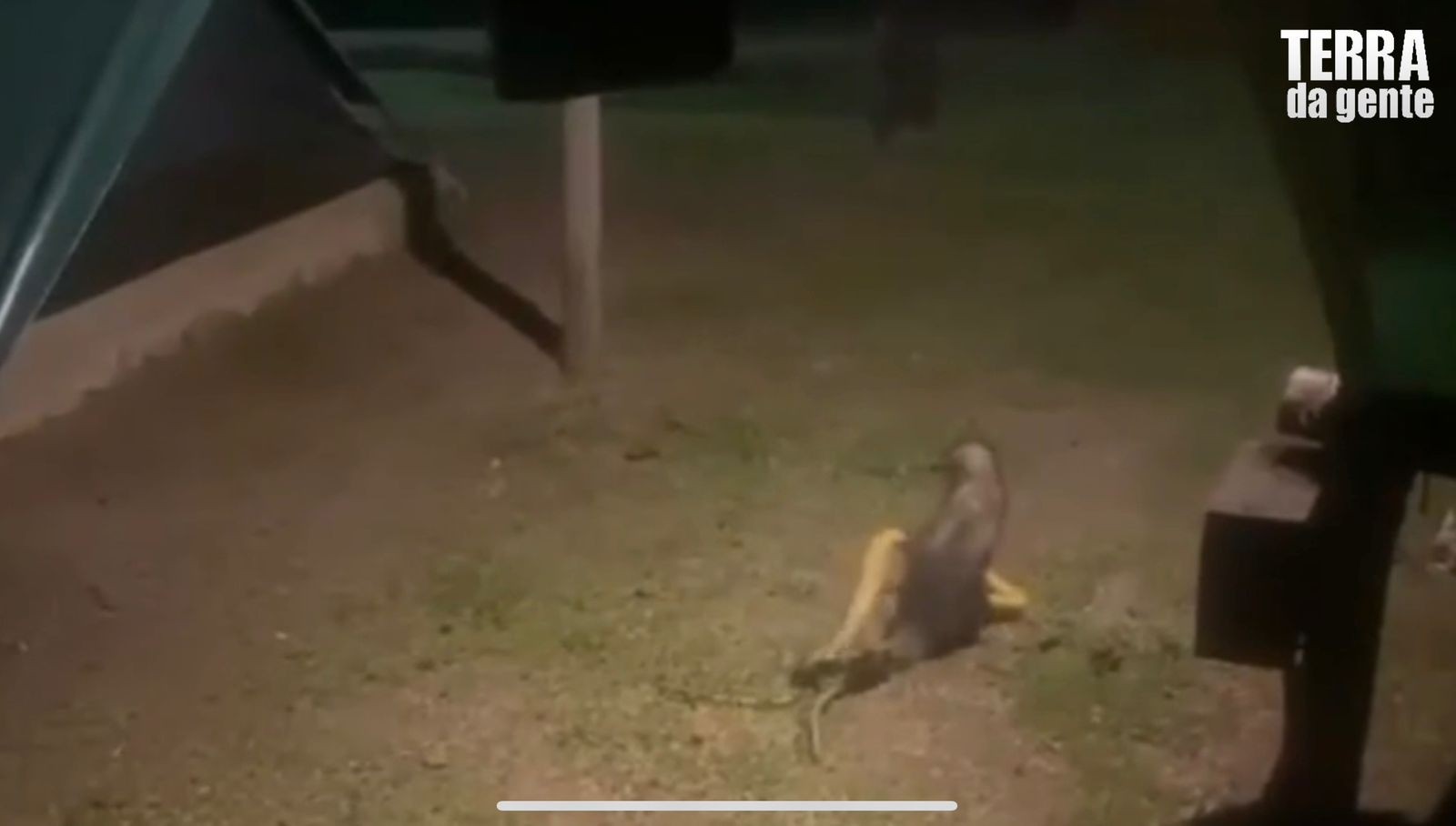 Vídeo flagra gambá-de-orelha-preta predando caninana em área urbana de Ilhabela