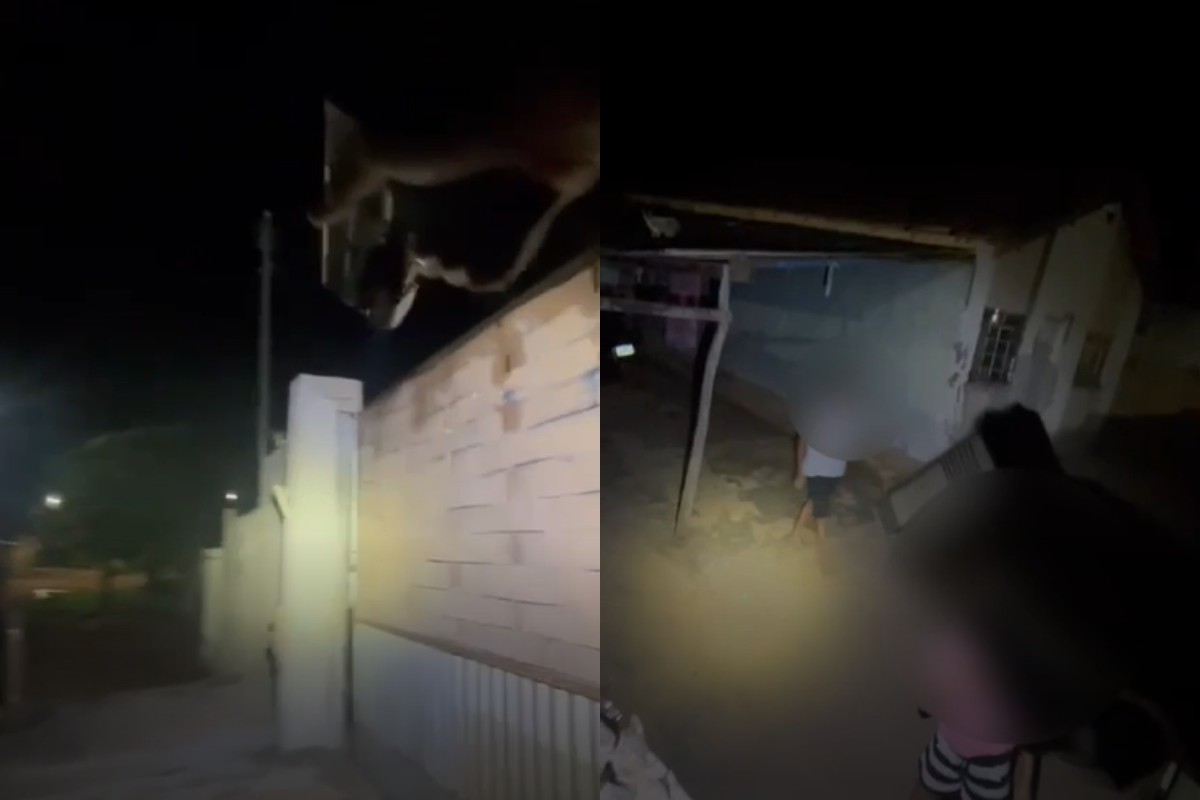 VÍDEO: policial sobe em muro e prende suspeito de sequestrar homem que passaria por 'salve' de facção em MT 