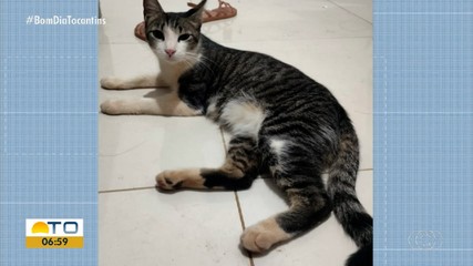Tocantins registra mais de 200 casos de maus-tratos a animais em 2025