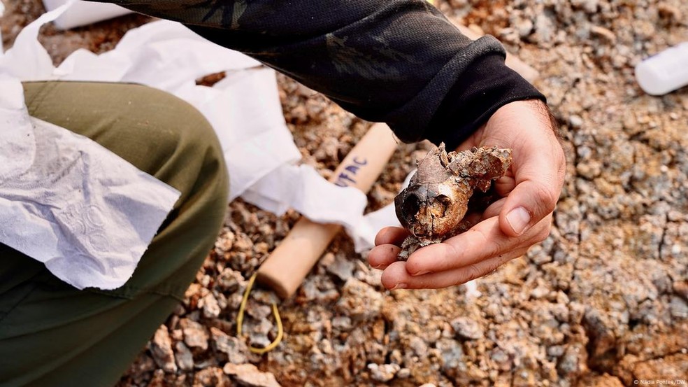 Crânio inédito encontrado às margens do Purus. — Foto: Nádia Pontes/DW