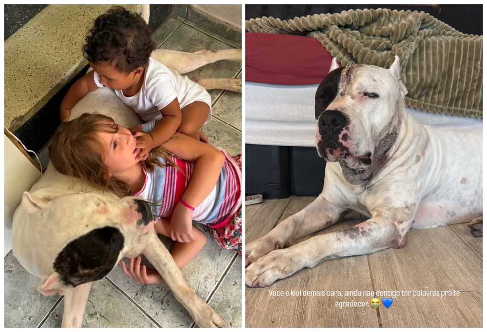 O pittbull Ragnar brinca com as filhas de Mirella Ramos antes do ataque da on&ccedil;a, na Zona Norte de SP. &mdash; Foto: Montagem/g1/Acervo pessoal
