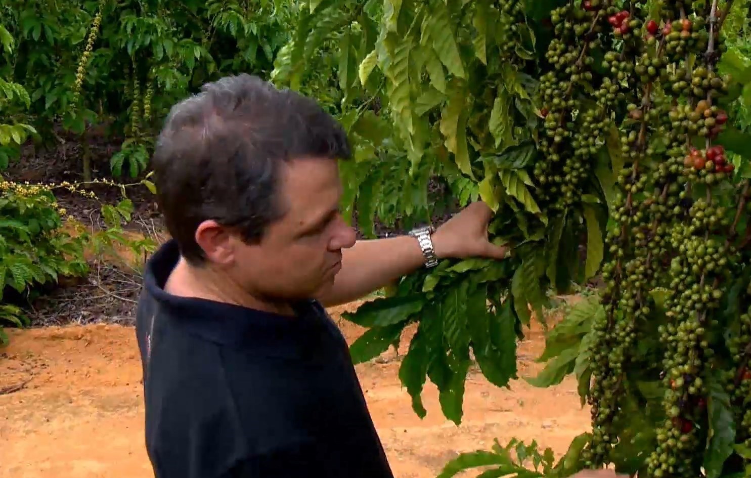Café conilon: preço em alta e safra recorde animam produtores para início da colheita