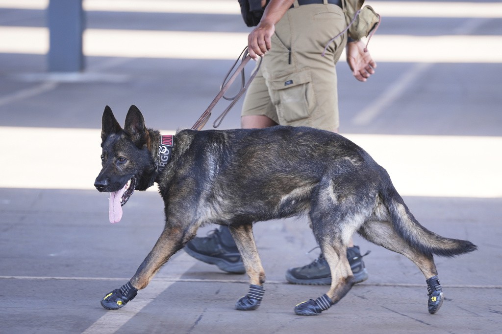 Cães farejadores na Copa do Mundo usam botas protetoras