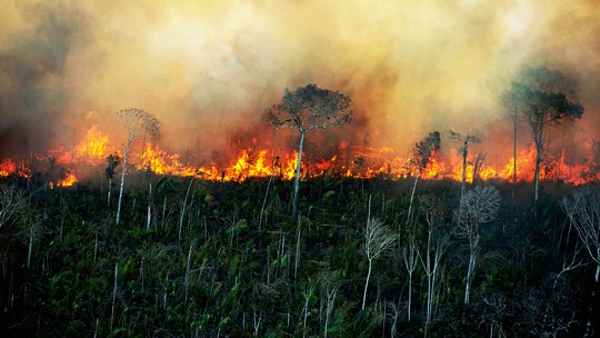 Amazônia, e eu com isso? - Foto: (Divulgação/Greenpeace)