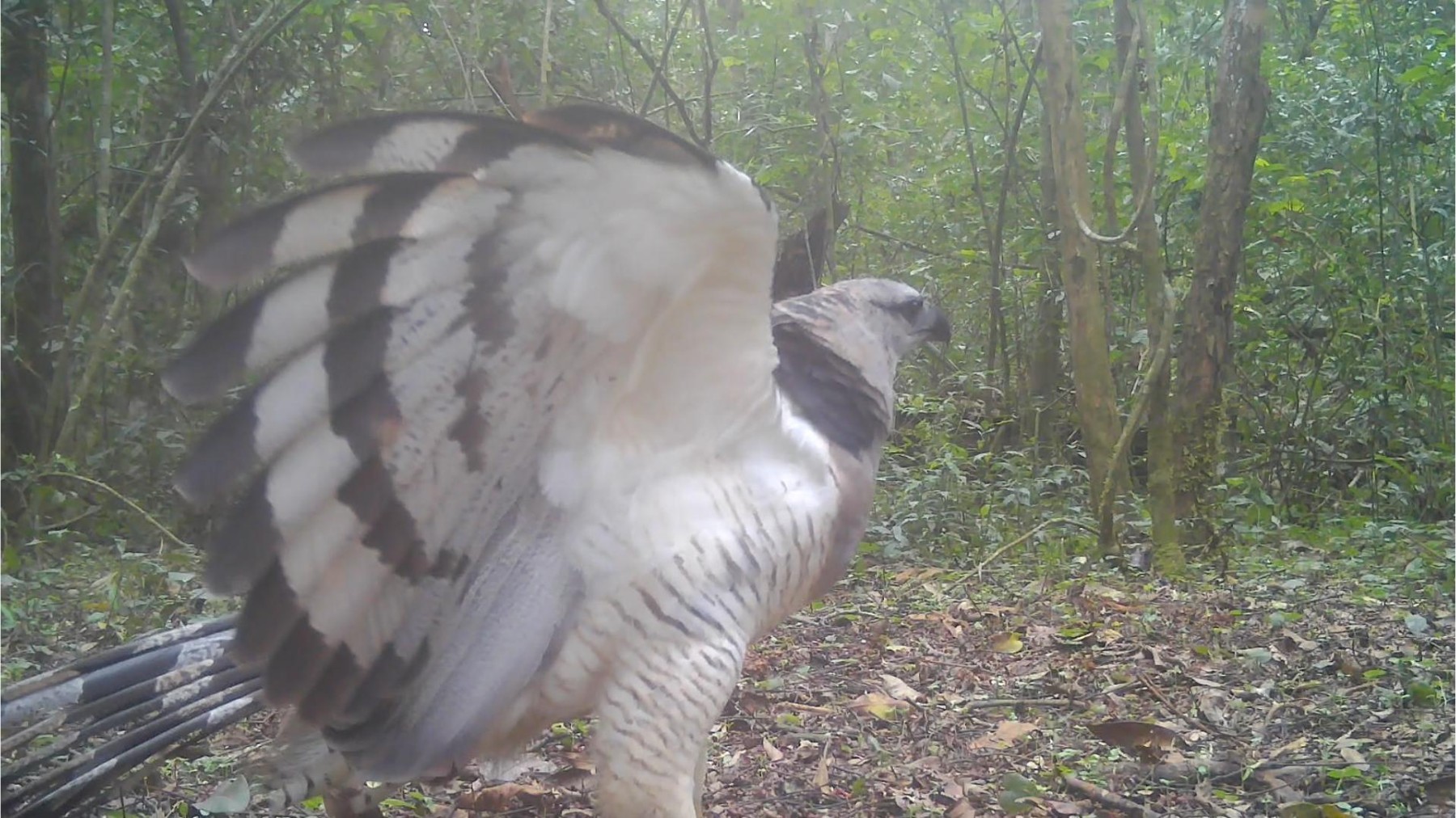 Vídeo: águia rara e ‘irmã’ da harpia, antes considerada extinta no Paraná, é avistada em área de proteção