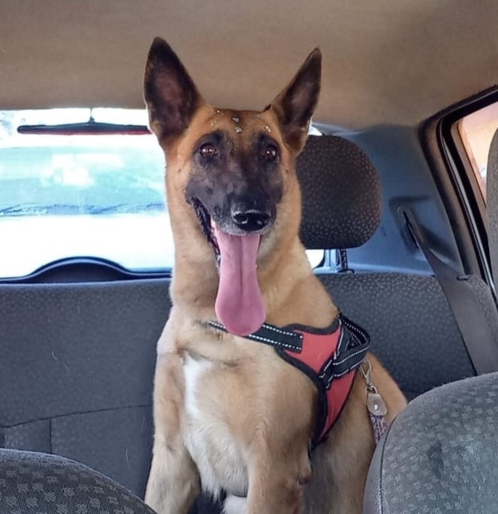 Pandora, cadela morta a tiros por PM em operação policial — Foto: Arquivo Pessoal