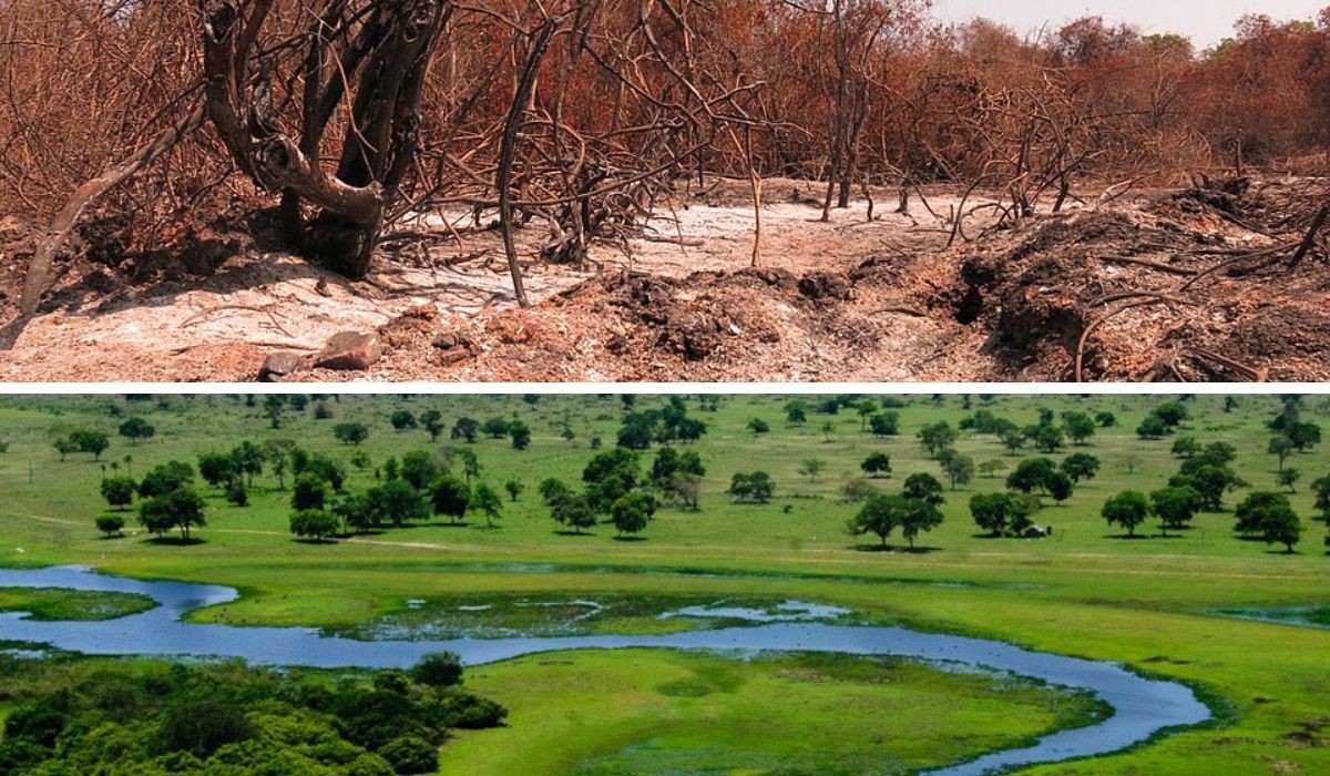 O fim das águas? Pantanal sofre a maior alteração em 40 anos e pode mudar sua paisagem