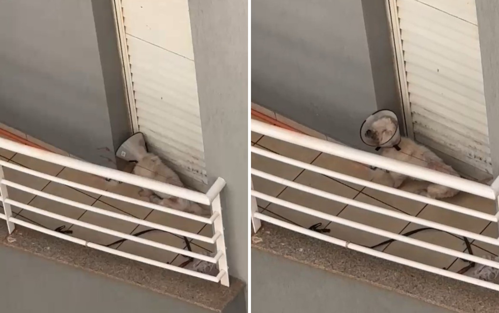 Entenda por que denúncia de cachorro idoso mantido preso em varanda de apartamento configura maus-tratos