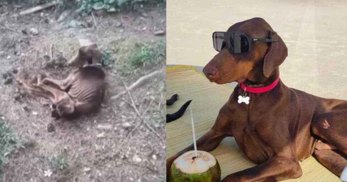 Um ano após resgate, cão encontrado em maus-tratos no Paraná leva 'vida de bacana'