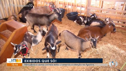 Minicabras despertam a atenção do público que visita a Agrotins