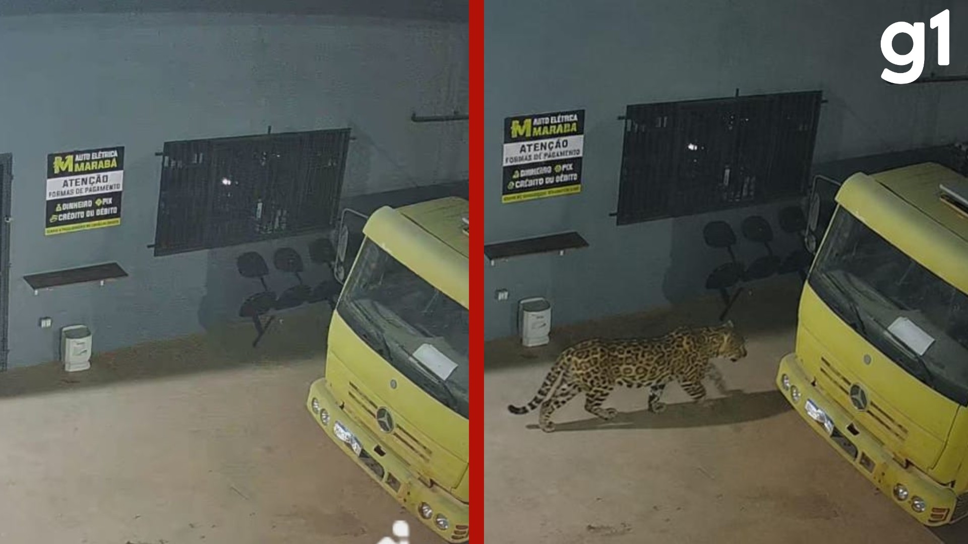 Funcionários faltam ao trabalho após montagem de onça feita com IA para 'espantar ladrões' em oficina de MT