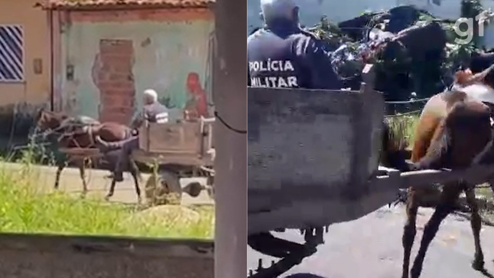 Policial leva jumento à delegacia após prisão de carroceiro por crime ambiental no MA; VÍDEO