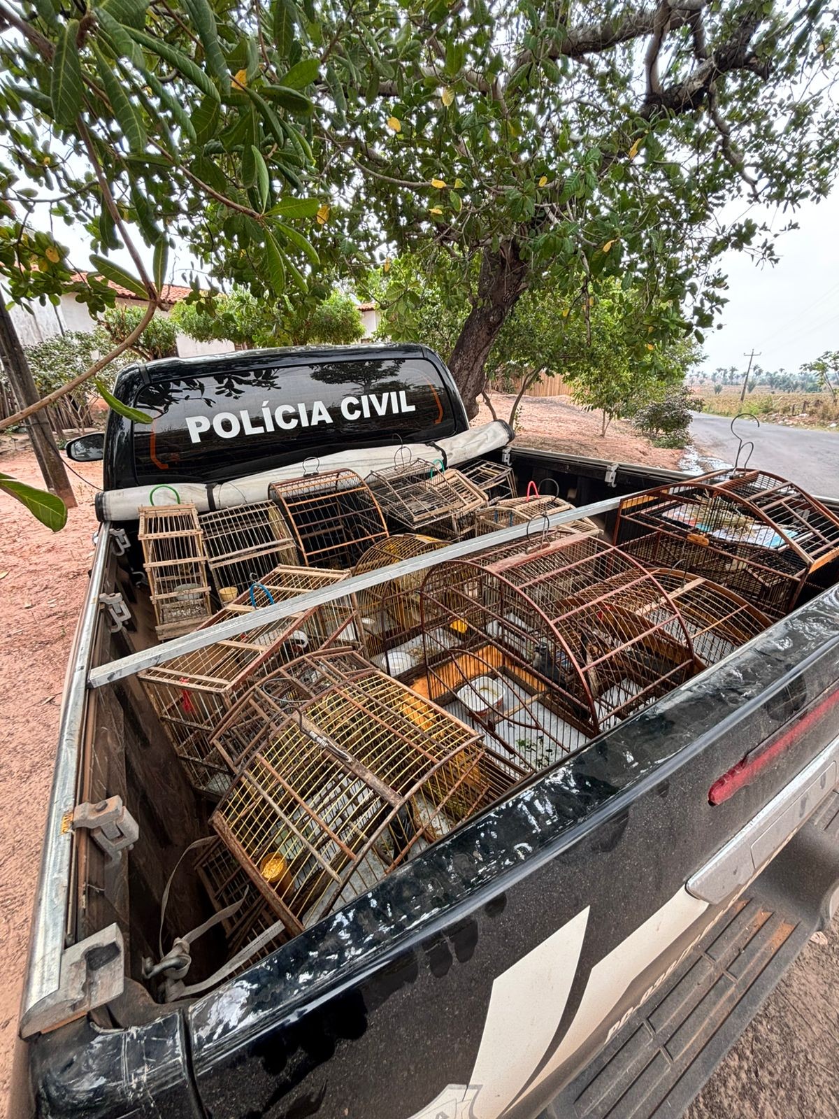 Polícia apreende aves silvestres e armas em operação contra crimes ambientais