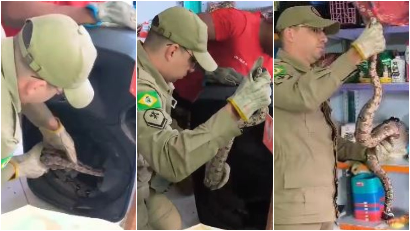 Jiboia é resgatada pelos bombeiros dentro de caixa de som no Ceará; vídeo