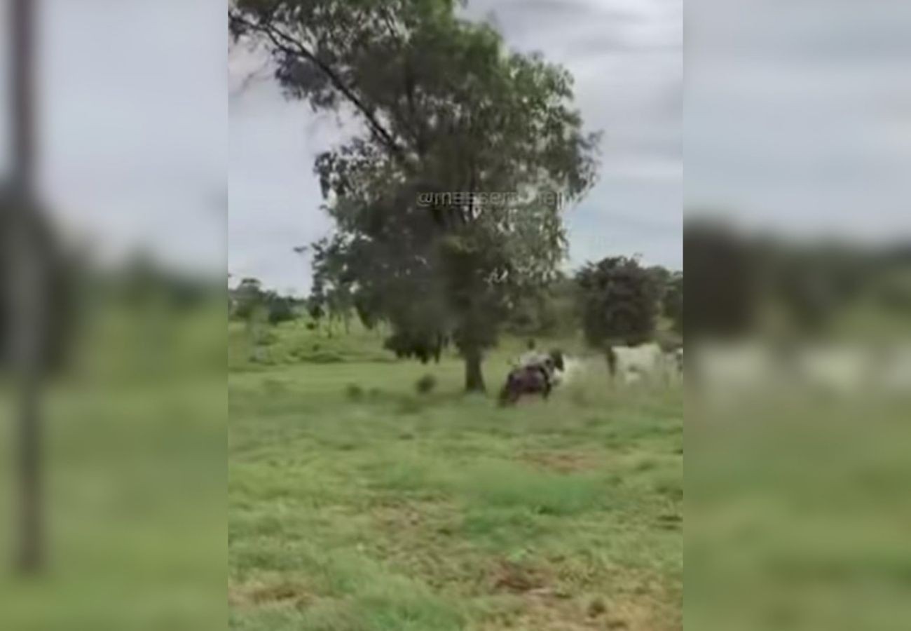 Filha de 6 anos do sertanejo Henrique viraliza nas redes sociais ao tocar gado sozinha; VÍDEO