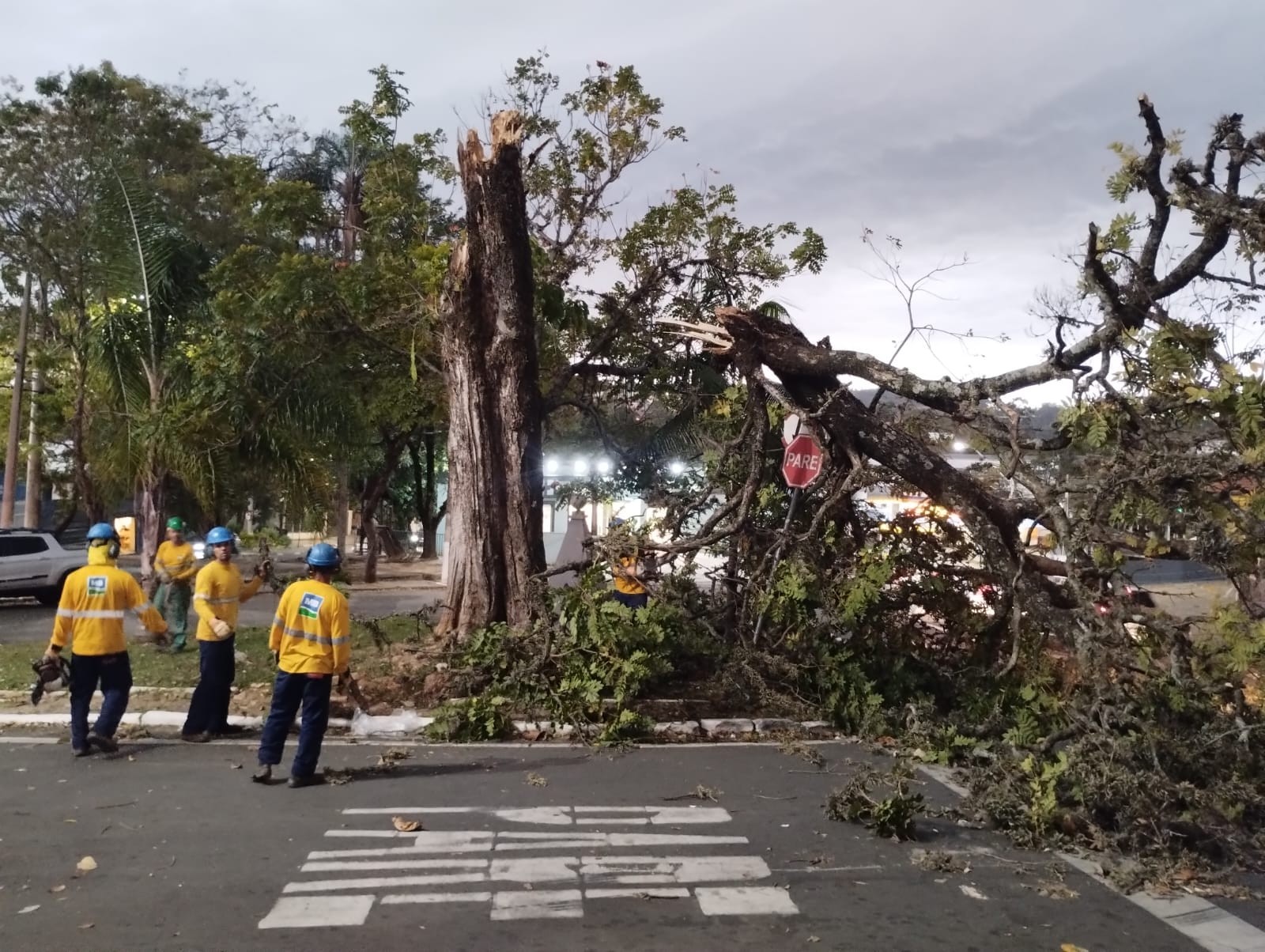 Ventania derruba 52 árvores em Campinas e prefeitura prevê retirada das ruas até quarta-feira