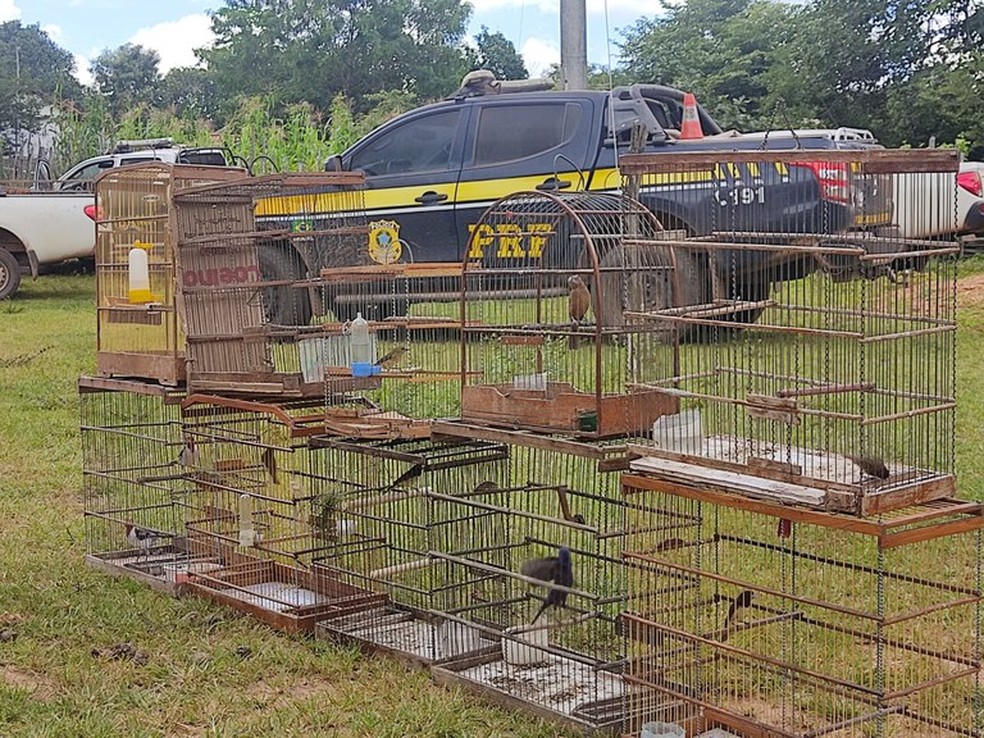 Mais de 80 pássaros são resgatados de cativeiro ilegal em cidades do Piauí e Ceará — Foto: Polícia Rodoviária Federal