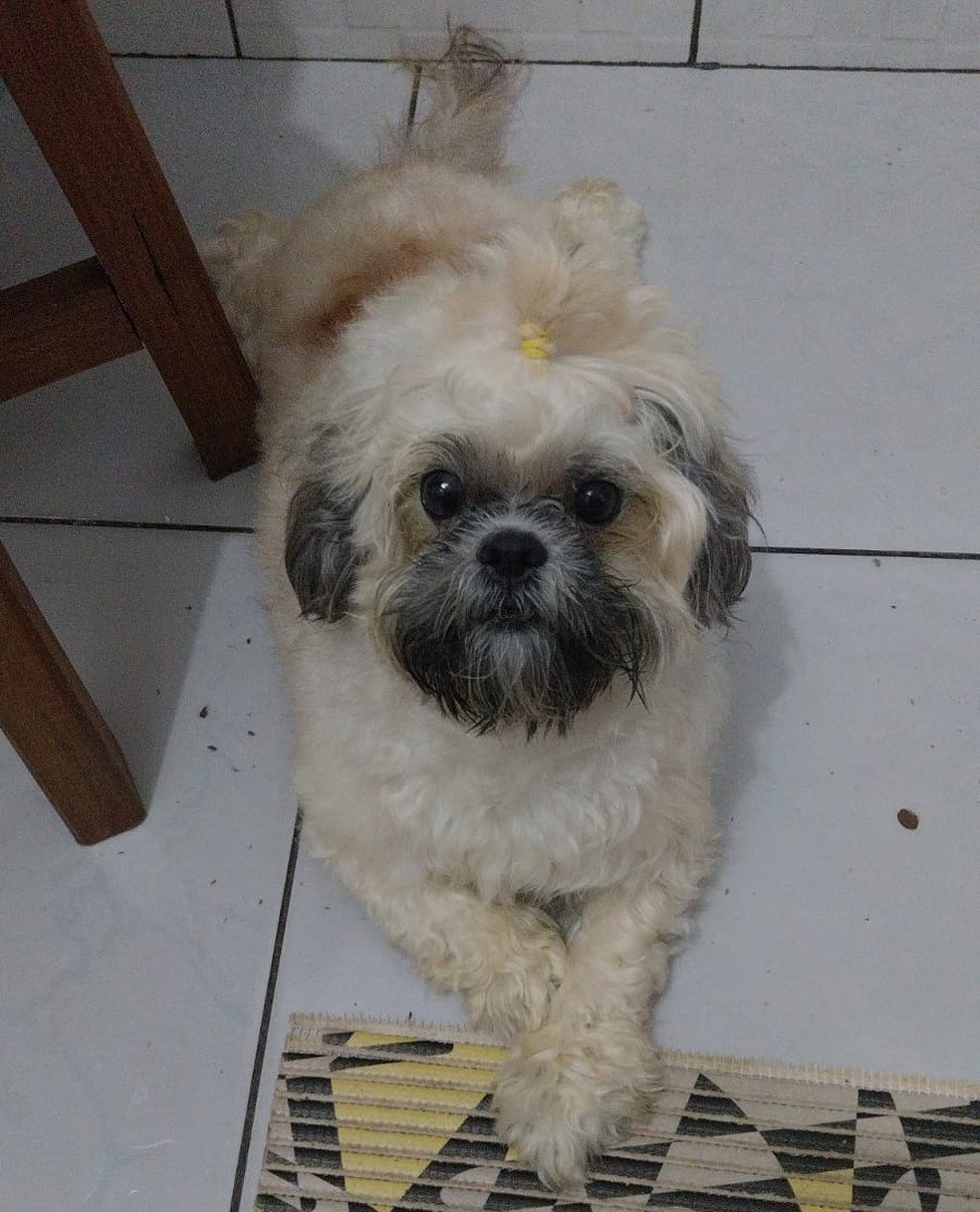 Cachorrinha de Larissa também morreu no acidente — Foto: Arquivo pessoal