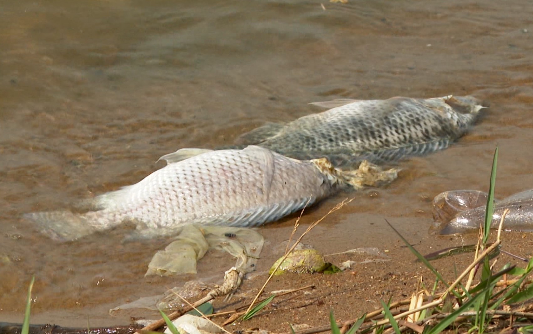 Mortandade de peixes preocupa moradores após denúncia de suposto despejo de esgoto em Boa Esperança