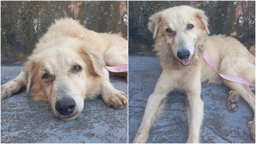 Após o resgate, o animal foi acolhido por um lar temporário e irá passar por exames antes de ser colocado para adoção. — Foto: Arquivo pessoal