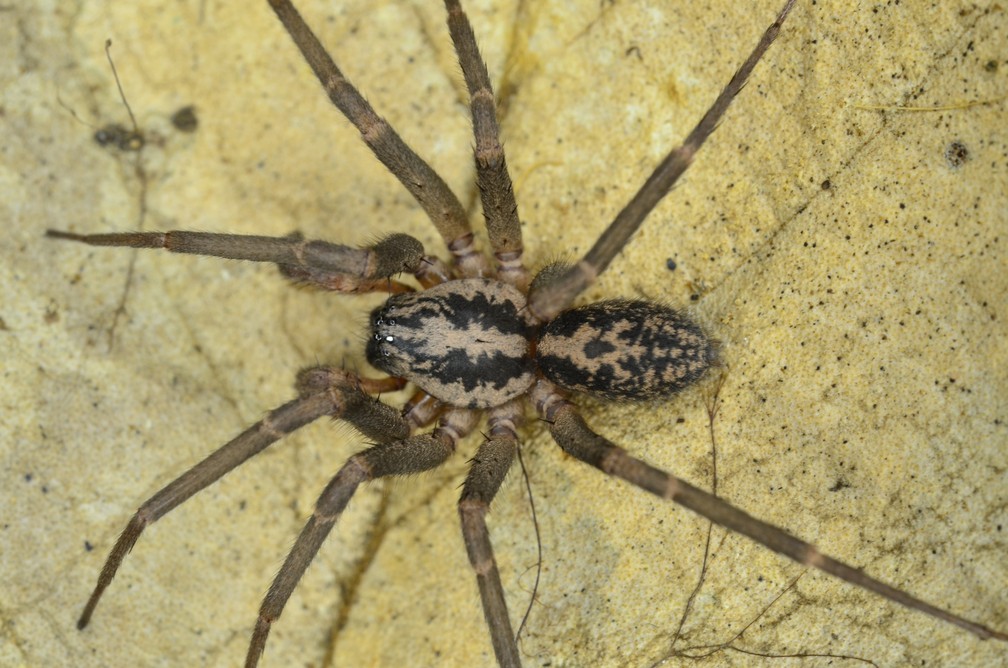 Corinnidae, Xeropigo cotijuba, AMAZ 0053, Macapá (1) — Foto: Alexandre Carvalho / Museu Paraense Emílio Goeldi