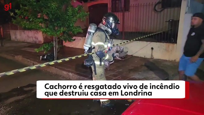 Cachorro é resgatado vivo de incêndio que destruiu casa em Londrina