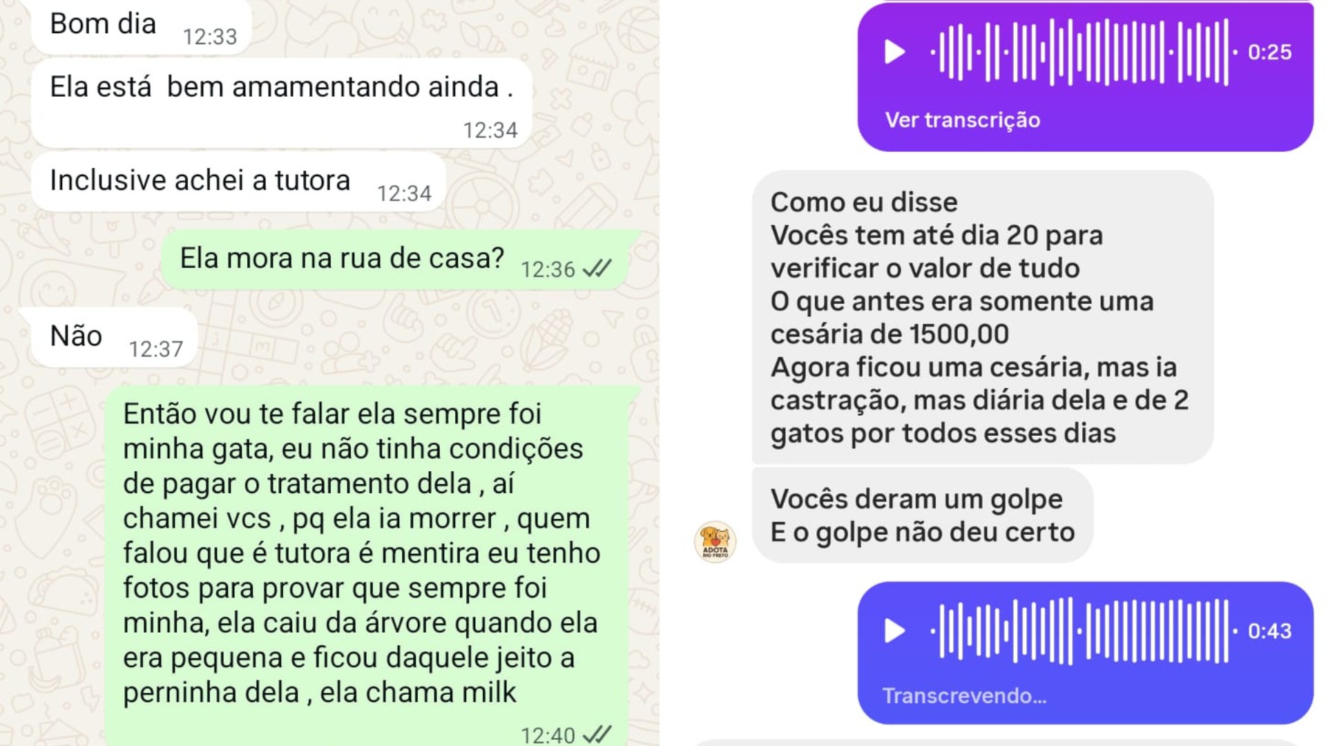 Casal de tutores diz que gata é de rua para receber atendimento gratuito, prefeitura descobre e retém animal: 'Entramos em desespero'