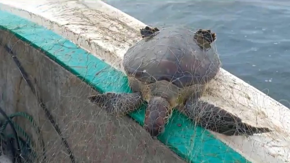 Tartaruga-verde presa em rede de pesca em Itapoá, Santa Catarina — Foto: PMA/Divulgação