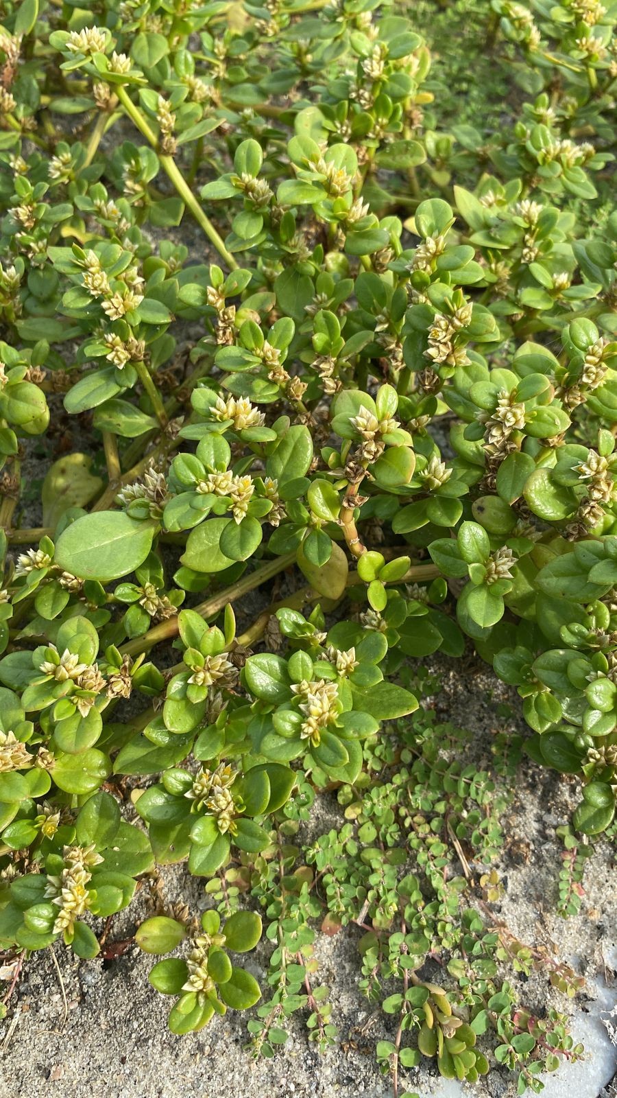Planta do litoral brasileiro tem eficácia medicinal comprovada em novo estudo
