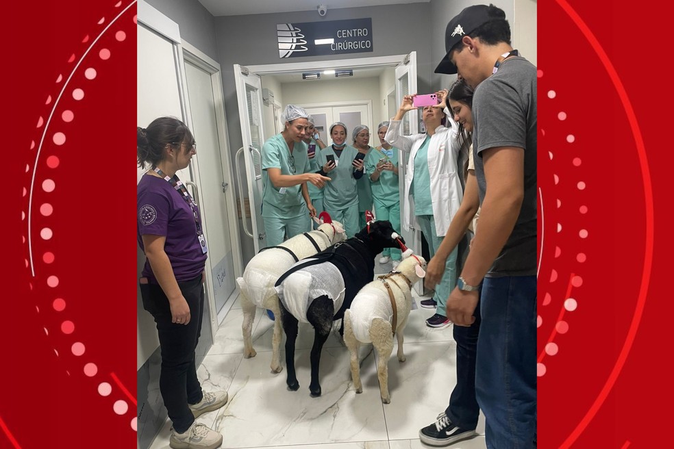 Ovelhas com touquinha de Natal visitam pacientes em hospital de Curitiba | Foto: Hapvida Clinipam