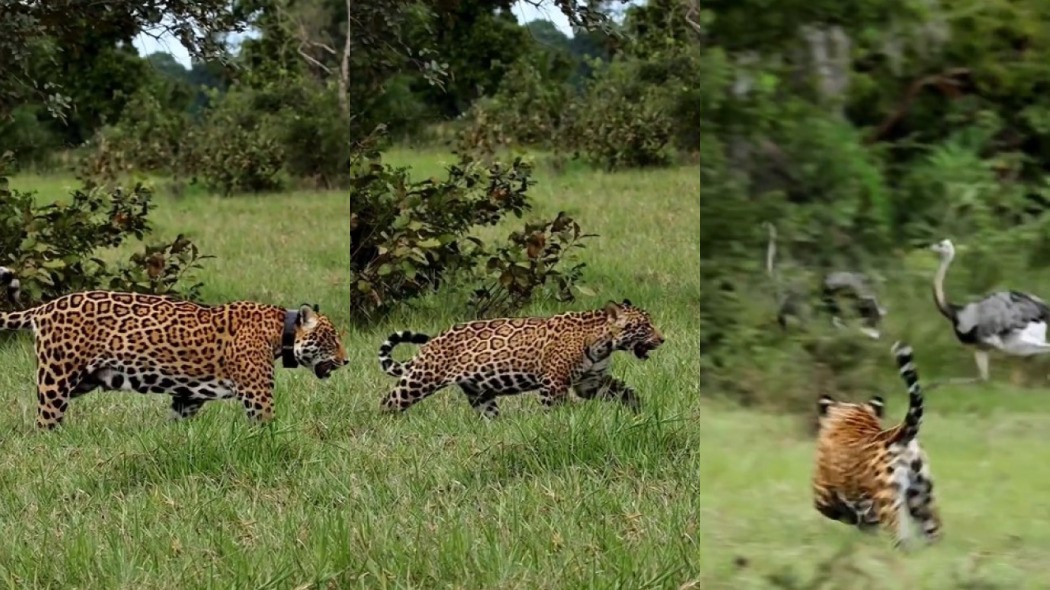 Momento raro: onça-pintada ensina filhotes a caçar emas no Pantanal; veja vídeo impressionante