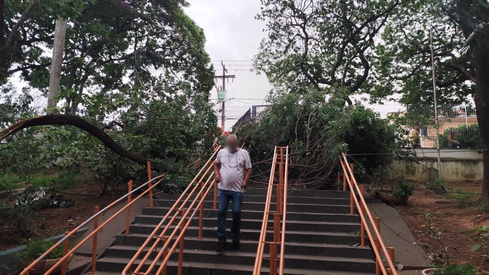Queda de galho de árvore bloqueou a entrada principal da Escola Estadual Licolina Villela Reis Alves, em Araçatuba (SP) — Foto: Arquivo pessoal