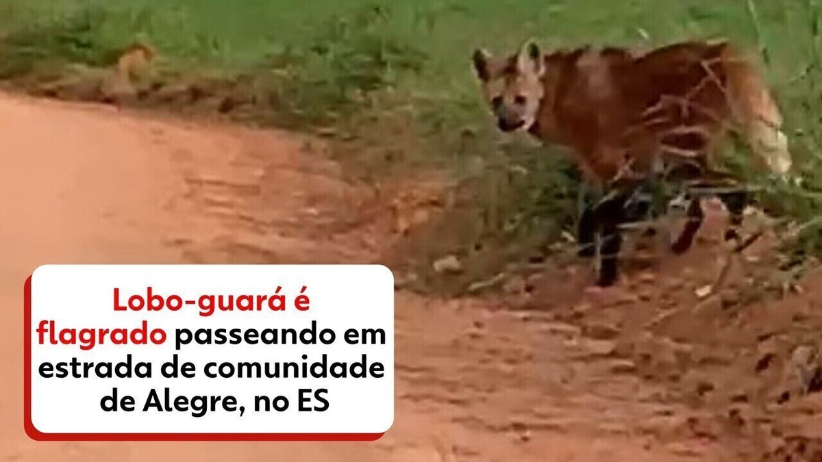 VÍDEO: Lobo-guará é flagrado passeando em estrada de comunidade de Alegre, no Sul do ES