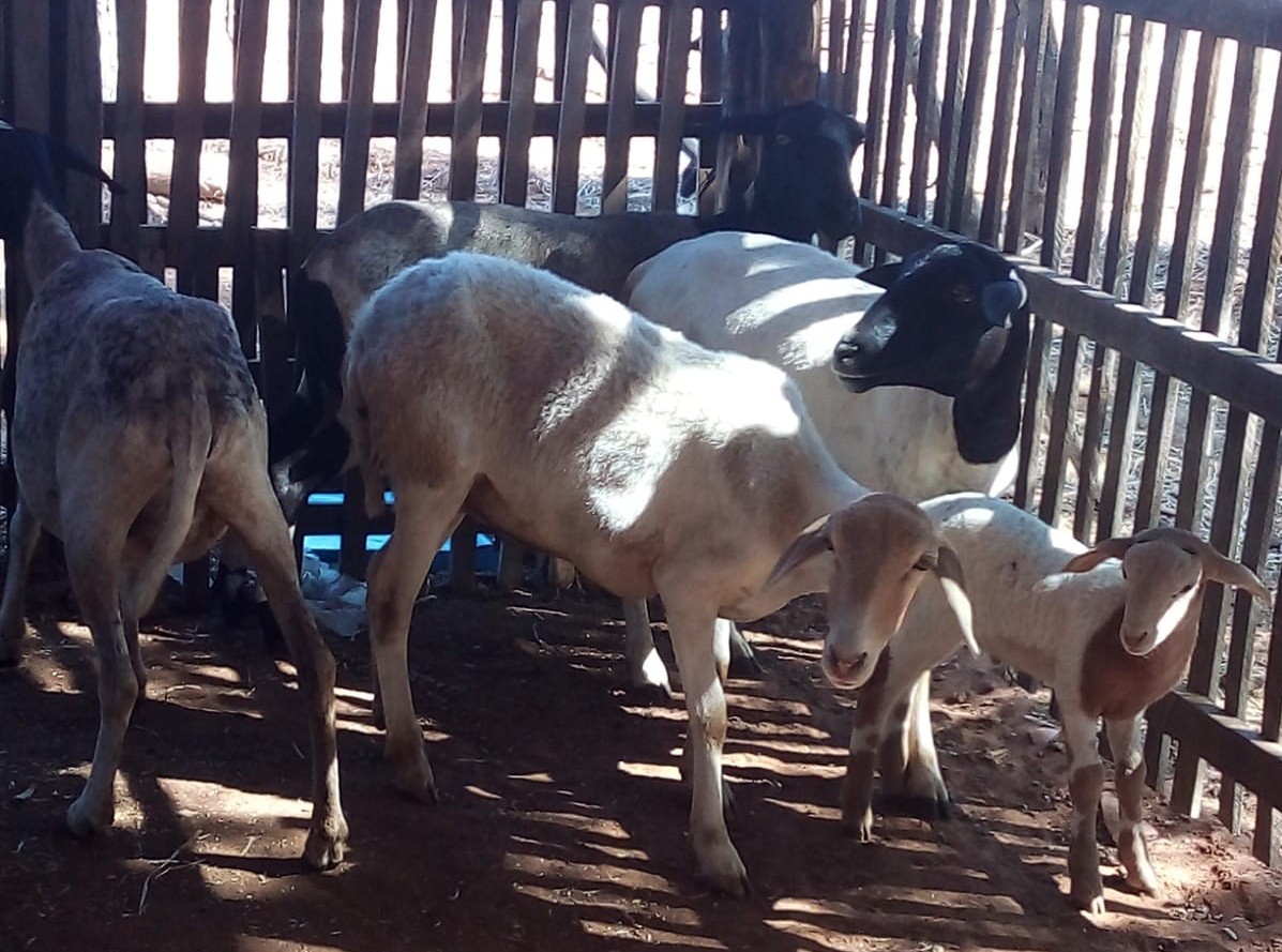 Morte repentina de animais preocupa criadores no Piauí; municípios relatam perdas de mais de 100 cabras e ovelhas