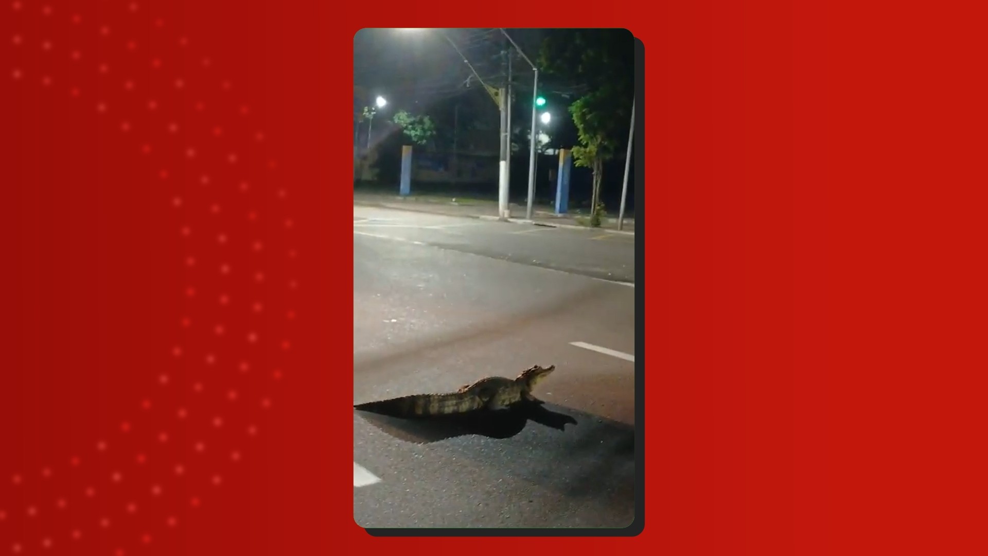 VÍDEO: Jacaré é flagrado tentando atravessar uma das principais avenidas de Manaus