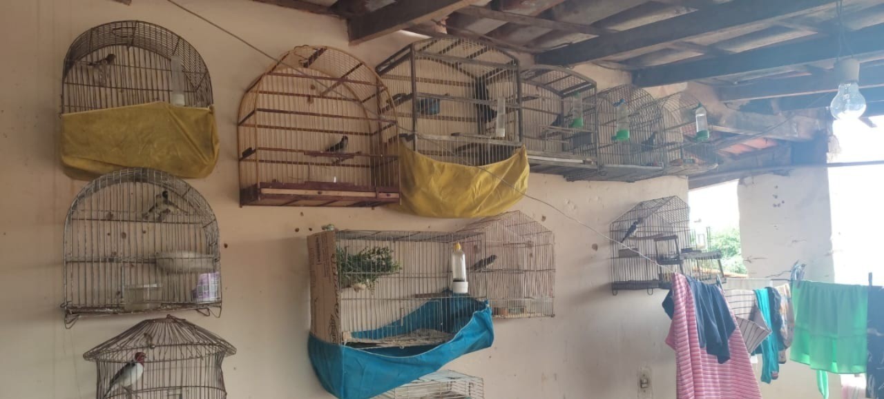 Após denúncia, polícia apreende pássaros em gaiolas e viveiro no 2º andar de casa em Montes Claros