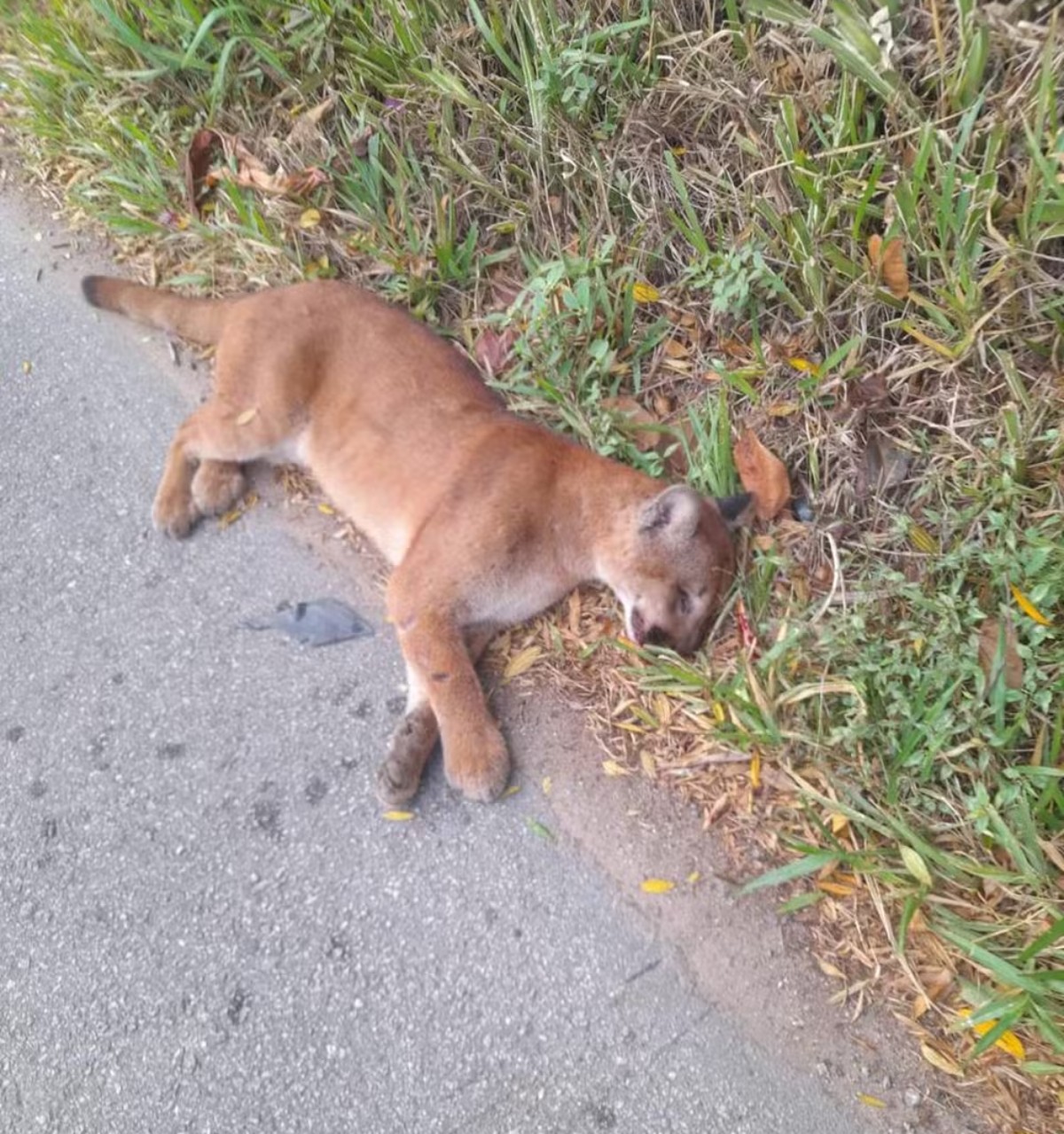 Onça-parda morre por atropelamento em rodovia de Mairiporã, na Grande SP