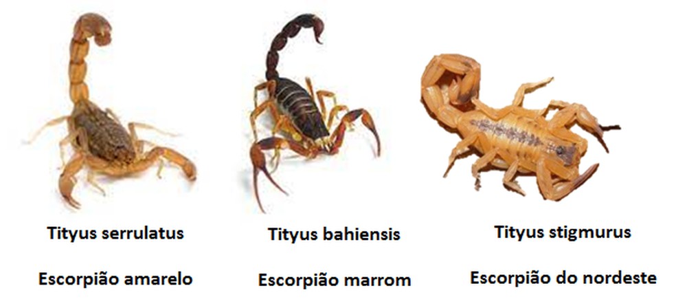 Interior de SP lidera casos de escorpião — Foto: Okayama/Divulgação