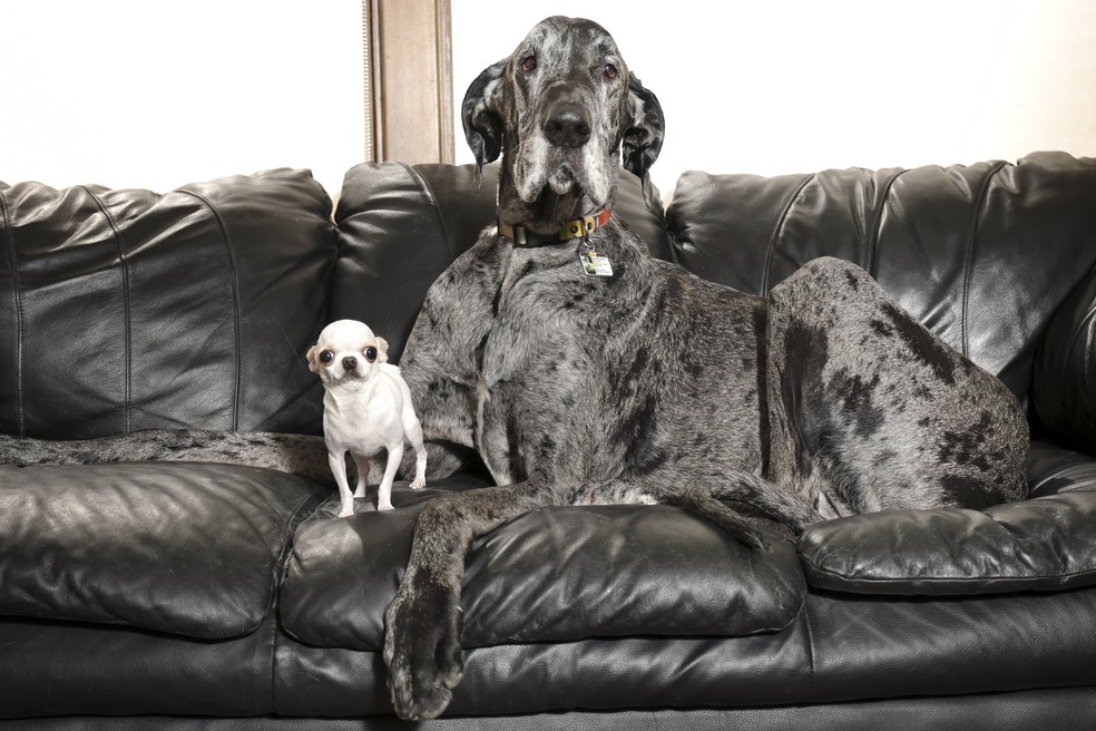 Reggie e Pearl conseguiram se entender e encontrar algo em comum durante os dois dias que passaram juntos — Foto: Guinness World Records
