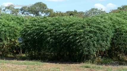 Embrapa desenvolve projeto para diminuir chance de pragas em plantação de mandioca