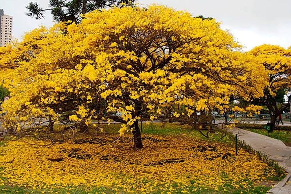 Flores do ipê-amarelo colorem árvore e fazem 'tapete' em gramado — Foto: Reprodução/Medium