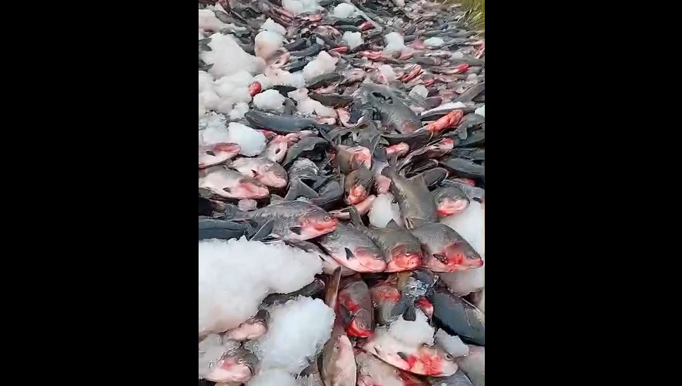 Caminhão com peixe tomba na BR-319, no Amazonas; VÍDEO