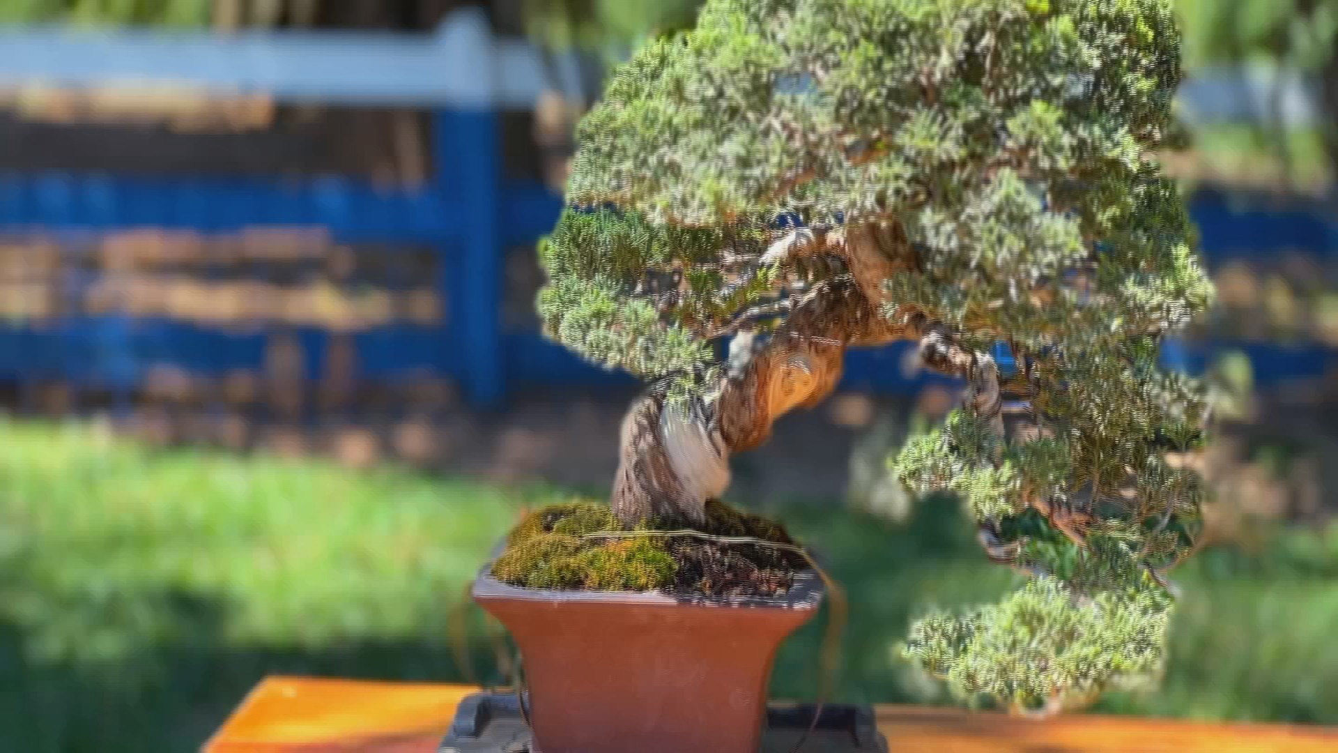 Arte do bonsai exige técnica e paciência | G1