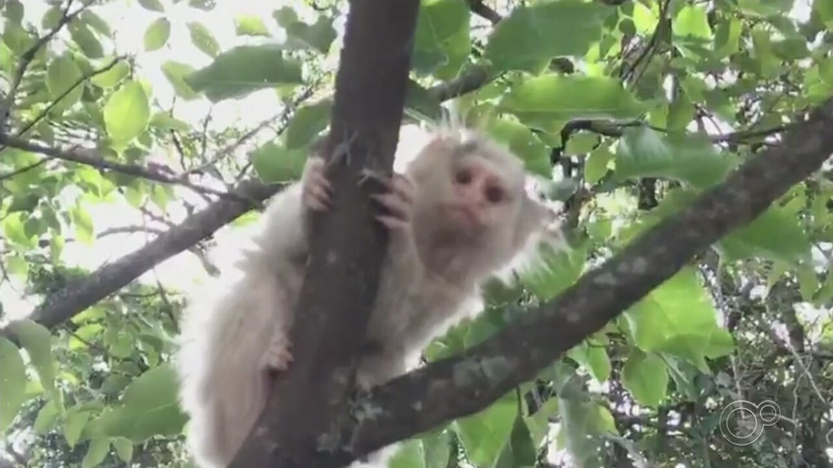 Macaco com pelos brancos chama atenção no Jardim Botânico de Jundiaí, Sorocaba e Jundiaí