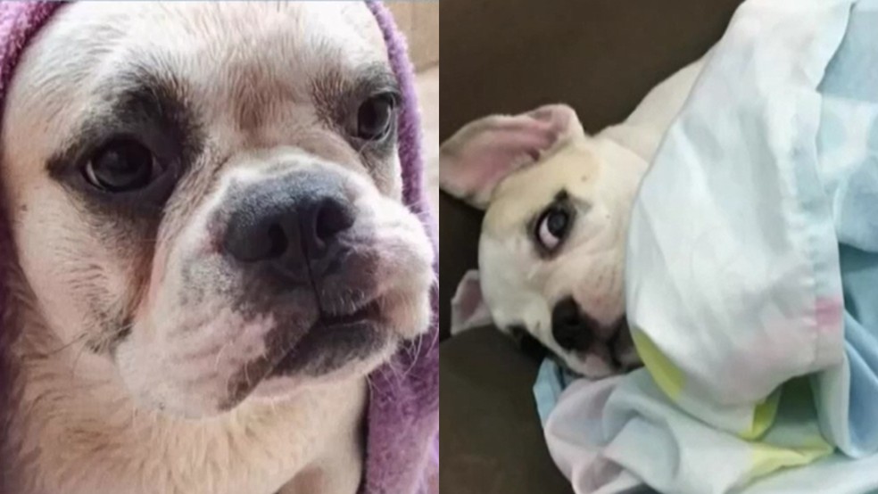 O cachorrinhos Olavo morreu após parada respiratória. — Foto: Reprodução/TV Verdes Mares