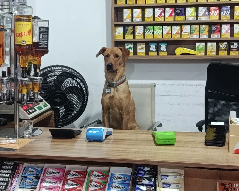 Cão Antônio vira ‘funcionário' em mercado de SC — Foto: Redes sociais/ Reprodução