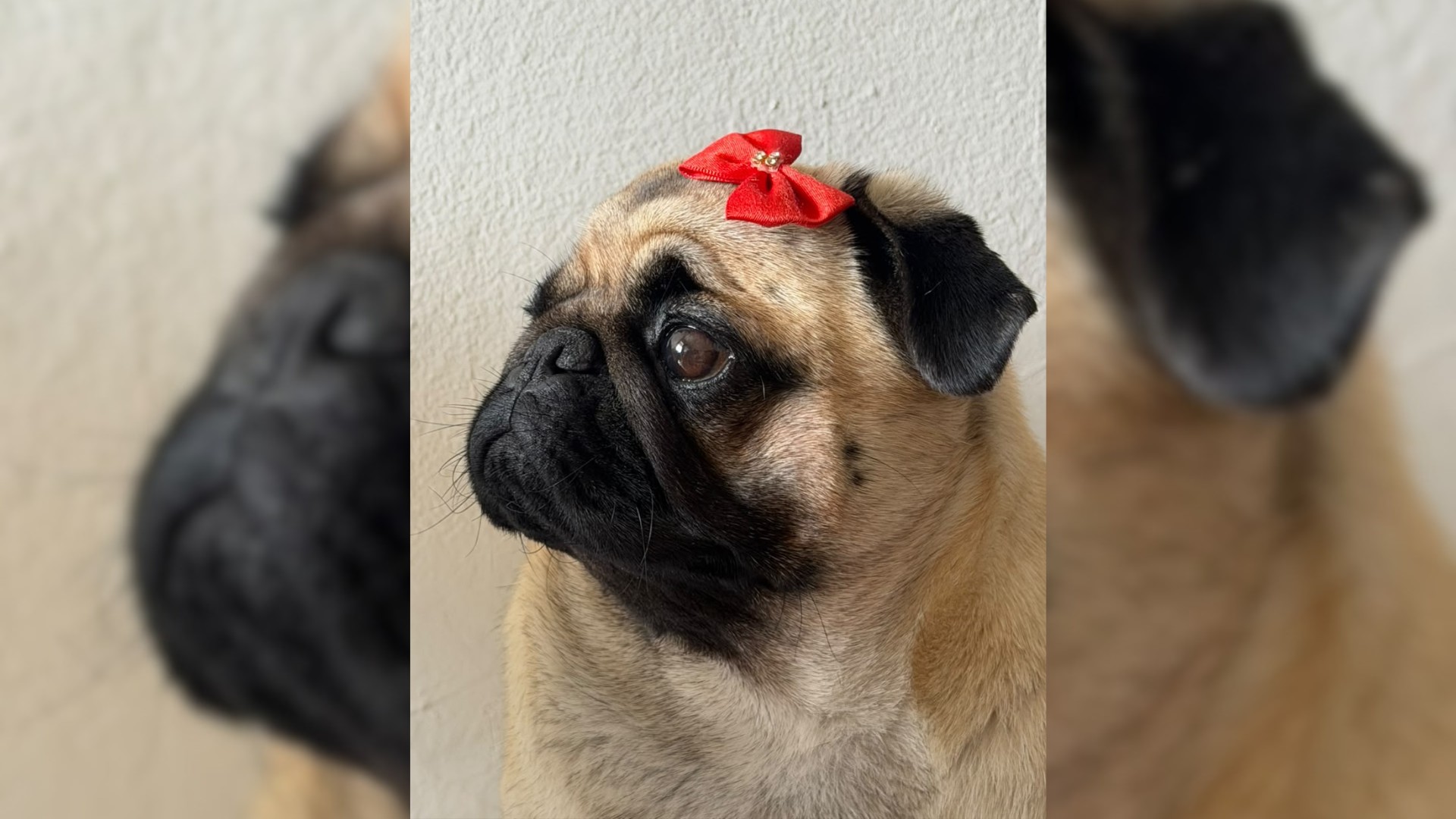 'Pugzinha' troca petiscos por mamão e banana e viraliza com vídeos de conscientização sobre saúde animal